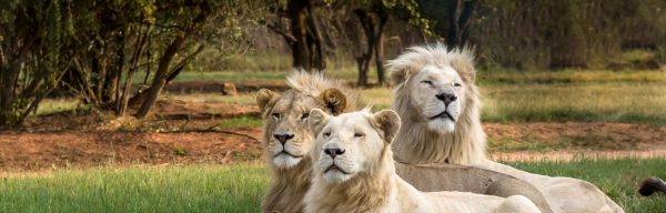 lion and safari park johannesburg