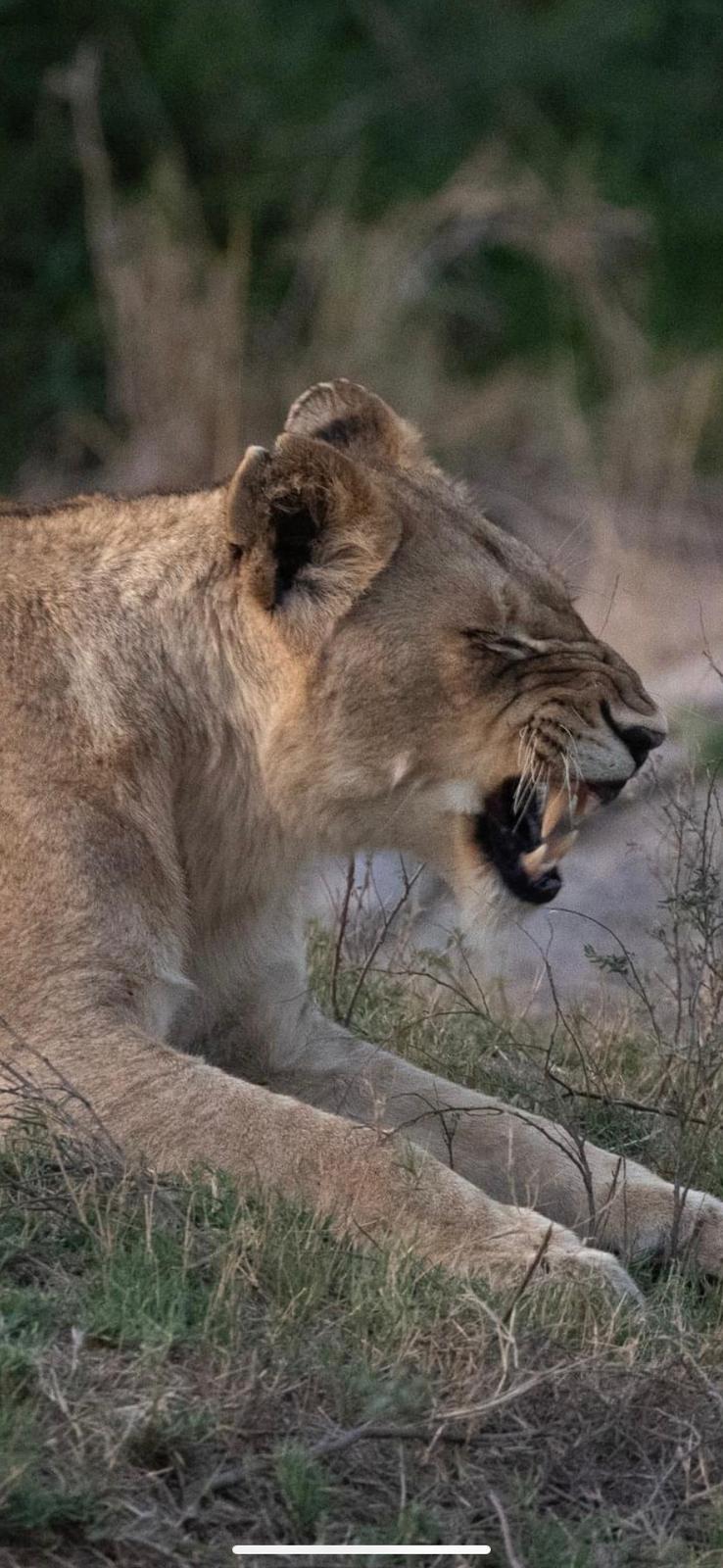 Lion in Kruger Park -Days in Kruger