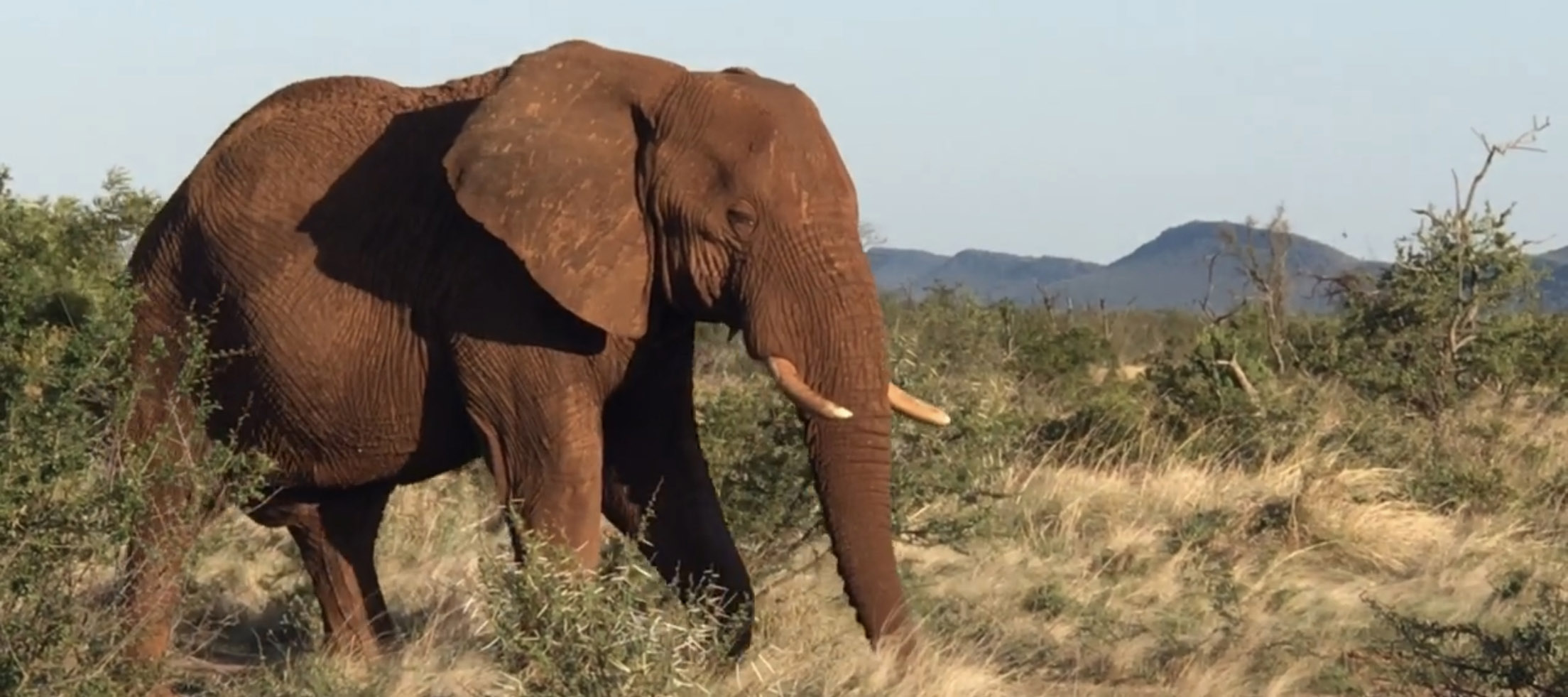 Safari With Elephants